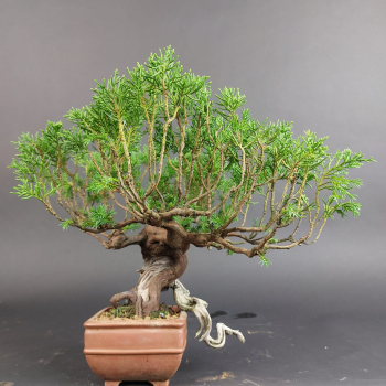 Bonsai - Wacholder, Juniperus Chinensis, Masahiko Kimura, Shohin